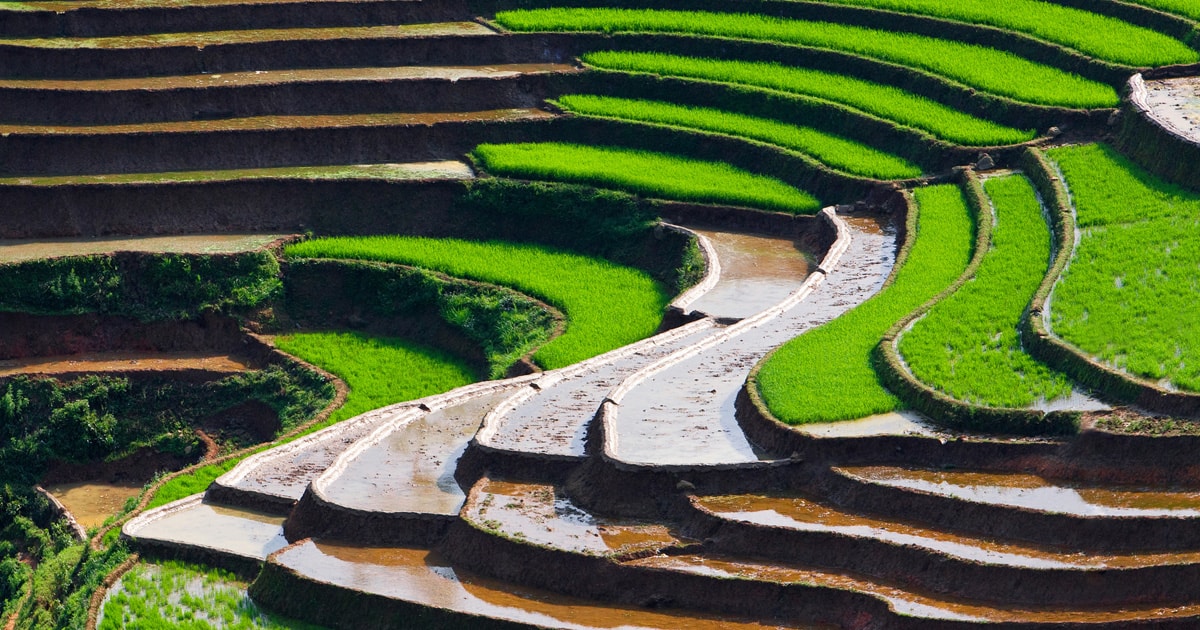 Chinesische Akupunktur